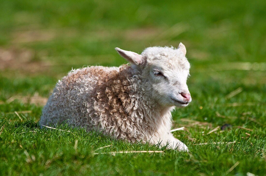 Lamb, Domestic Sheep, Ovis aries