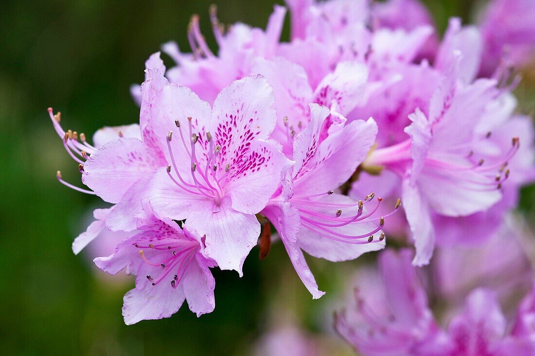 Rhododendron, Rhododendron spec