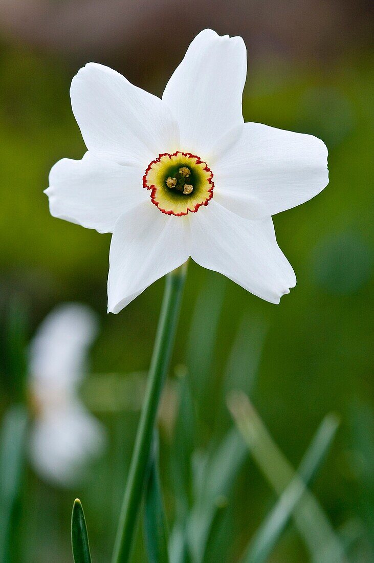 Poets narcissus, Narcissus poeticus