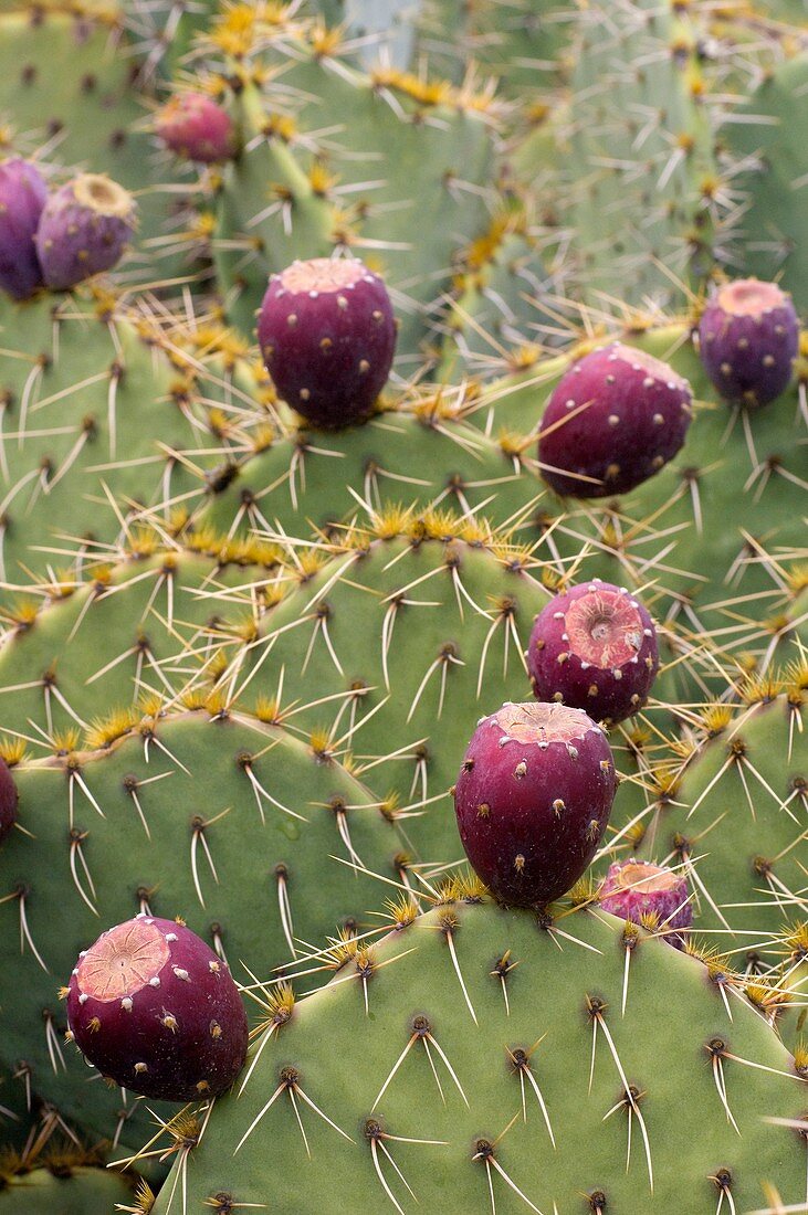 Englelman's Prickley Pear Cactus Opuntia englemanni