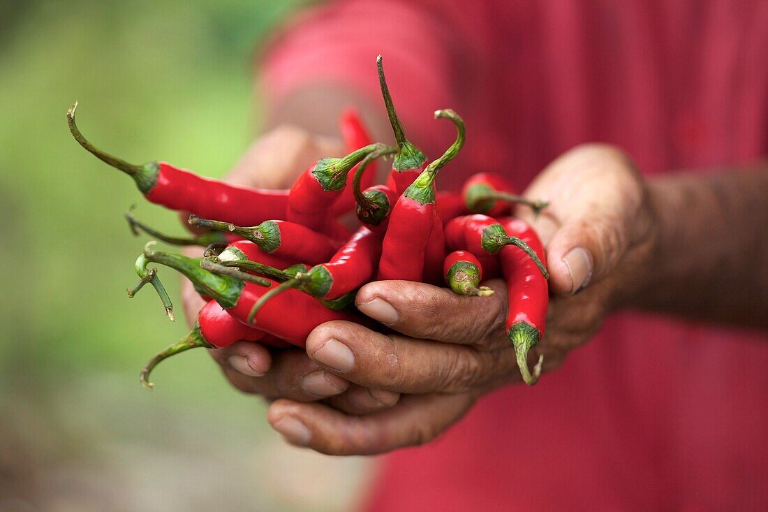Farmer hand holding red hot chili peppers