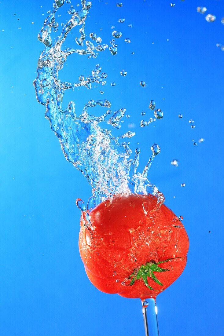 Water splash, Tomata