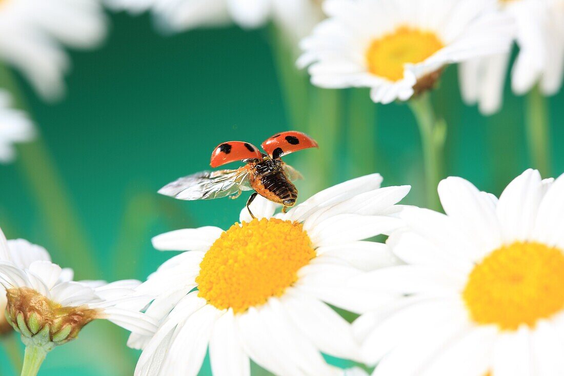 Ladybird flying from flower, Japan, Fukushima