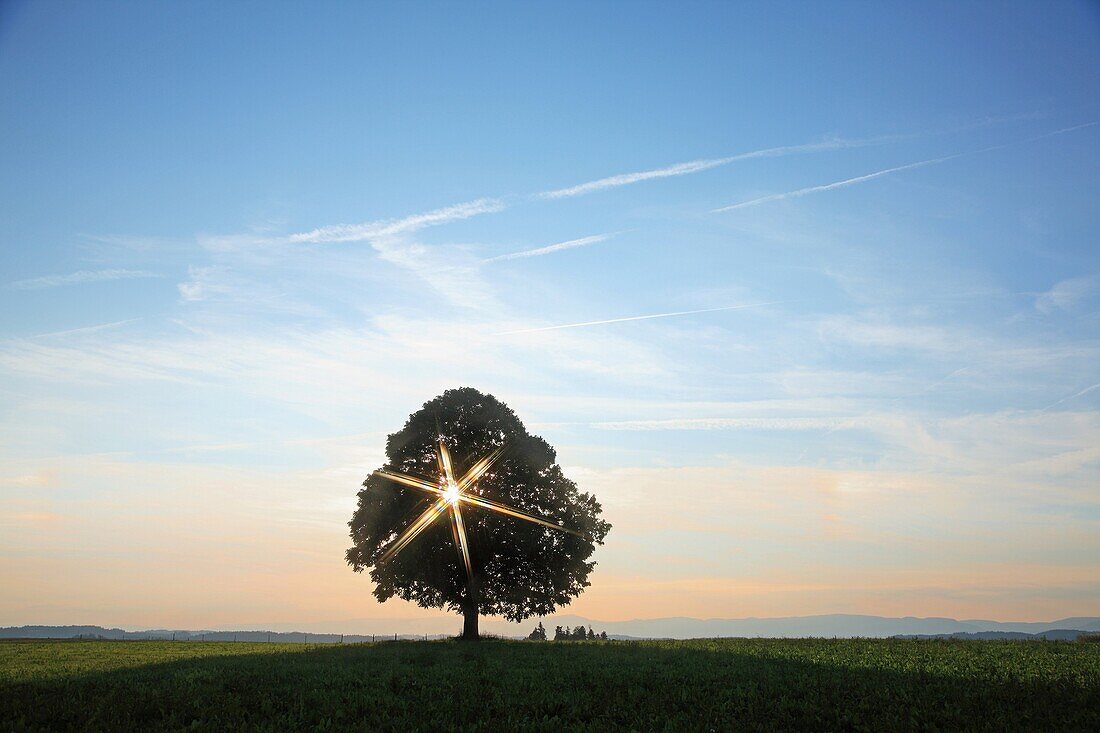 Single tree with sunbeam, Switzerland, Canton Lucerne, Emmental