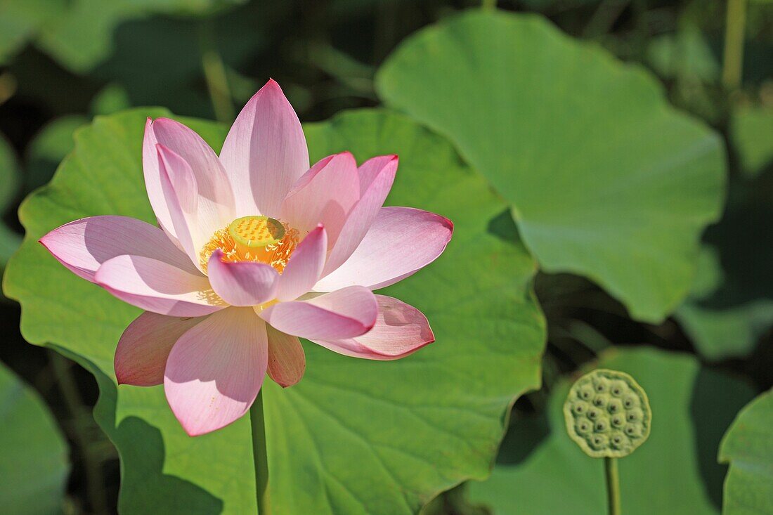 Lotus flower, Japan, Fukushima Prefecture