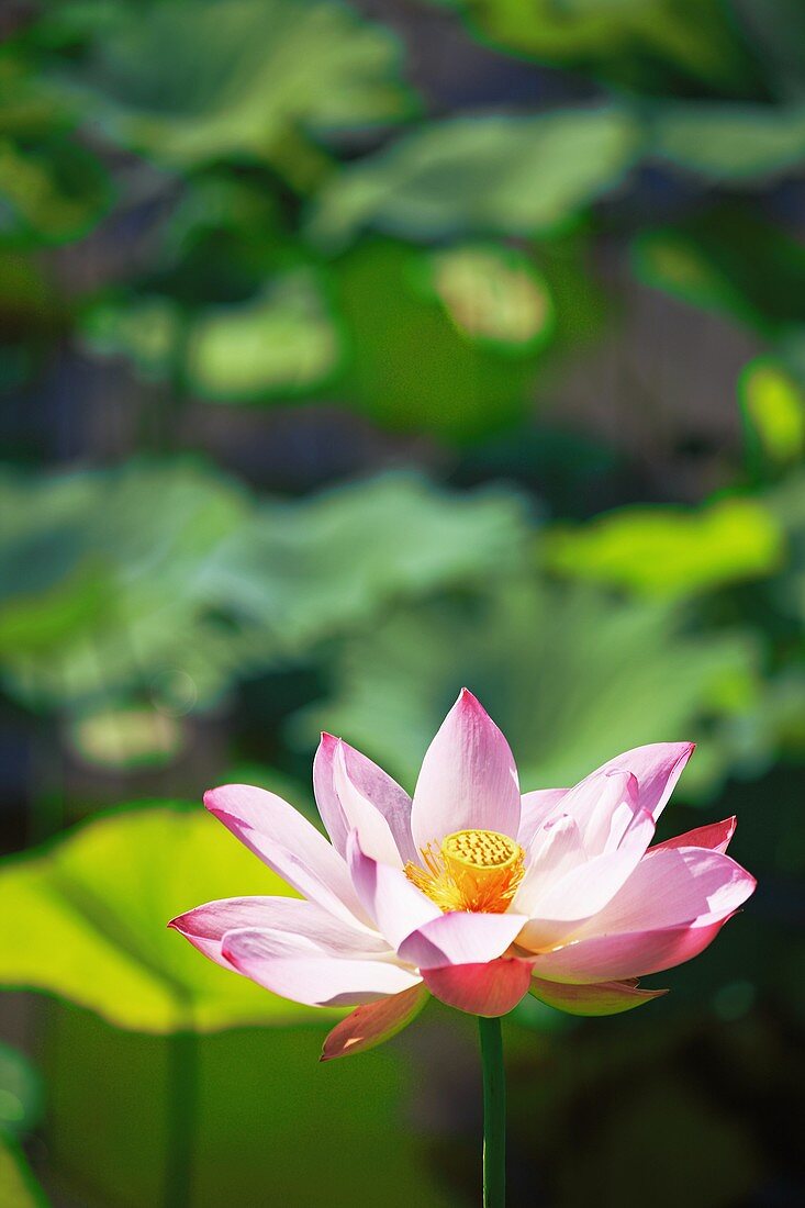 Lotus flower, Japan, Fukushima Prefecture
