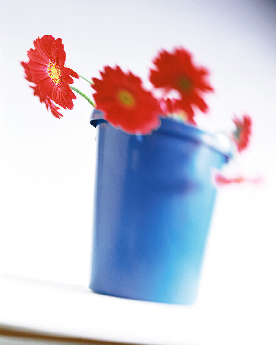 Blue bucket holding red Gerber Daisies