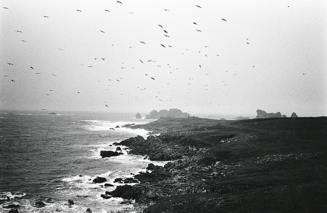 Birds flying over rocky coast, b&w