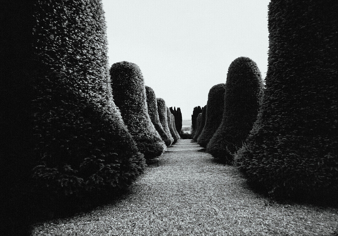 Rows of topiary hedges, b&w