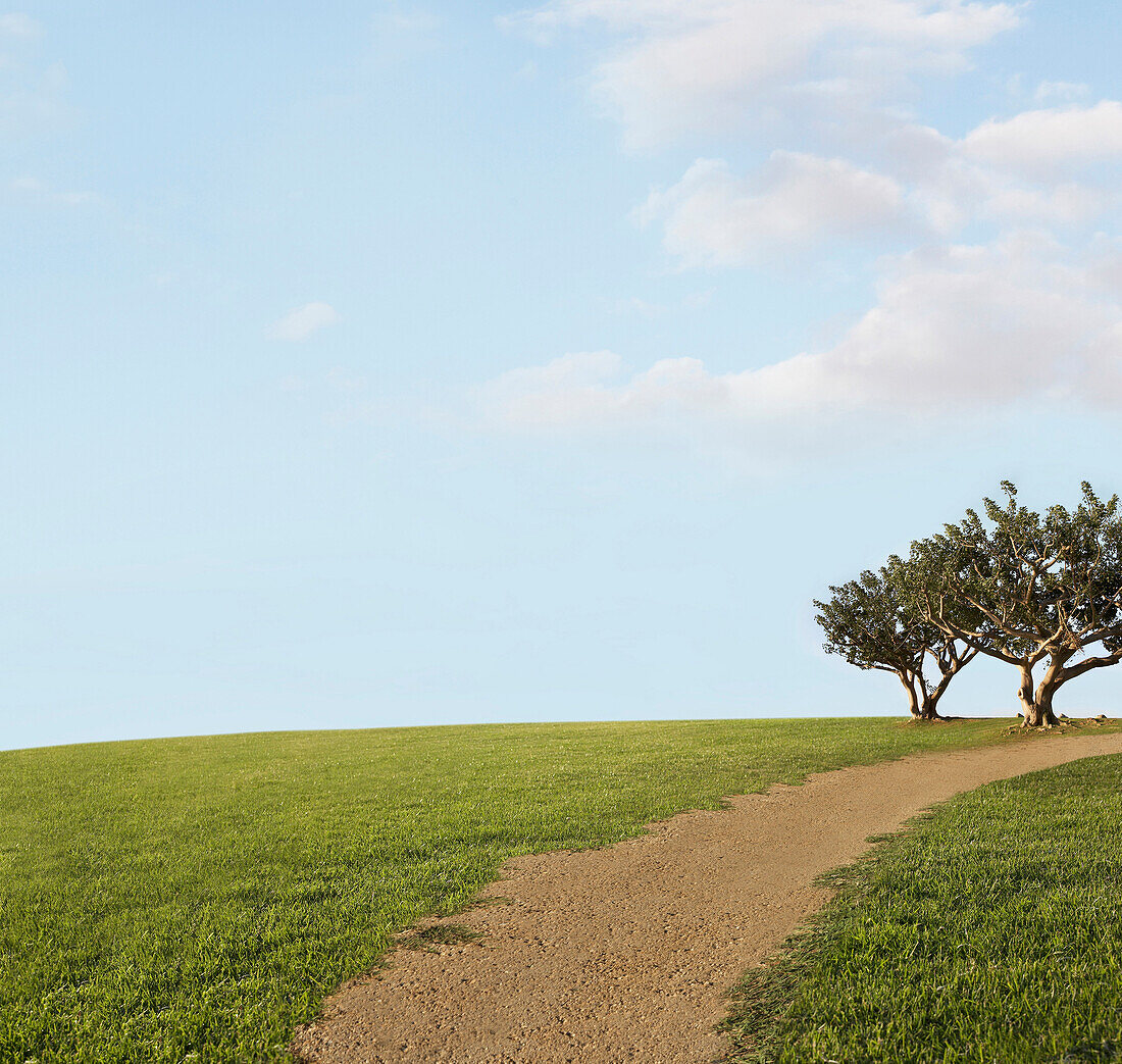 Rural Path With Tree