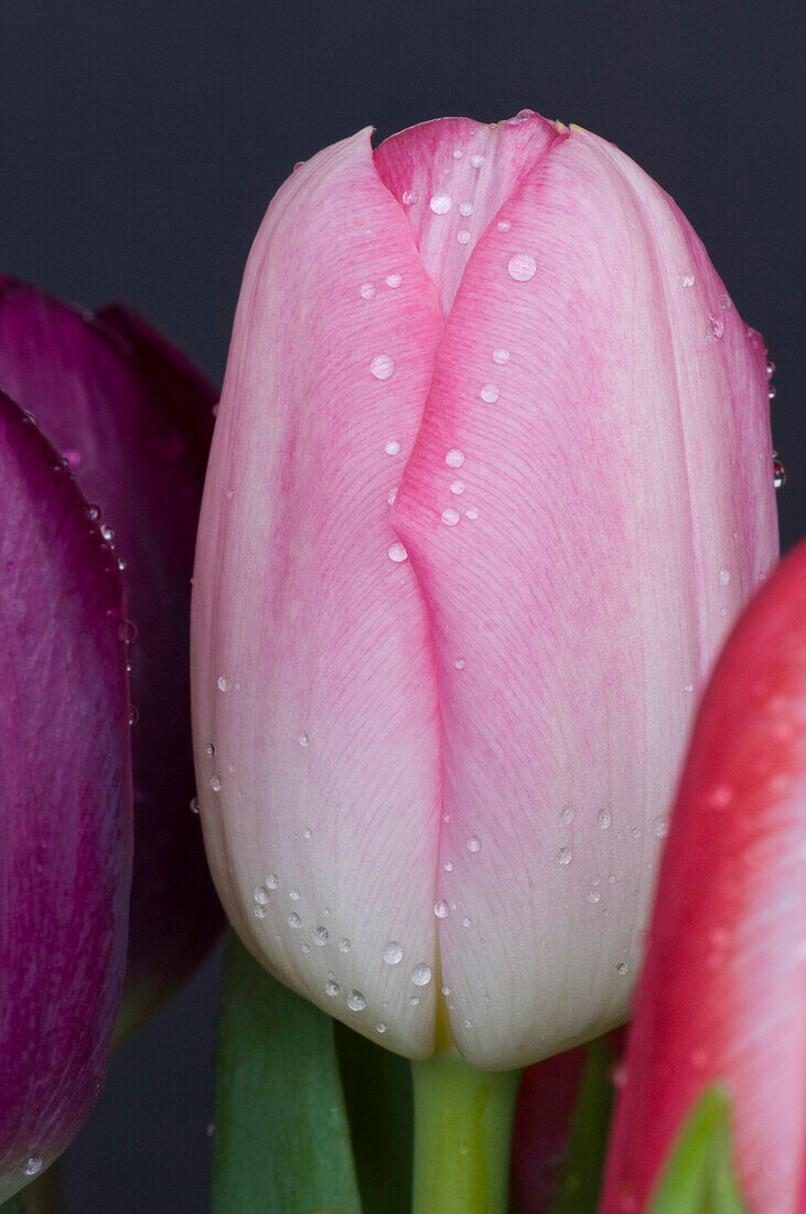 Pink Tulip, Close-Up