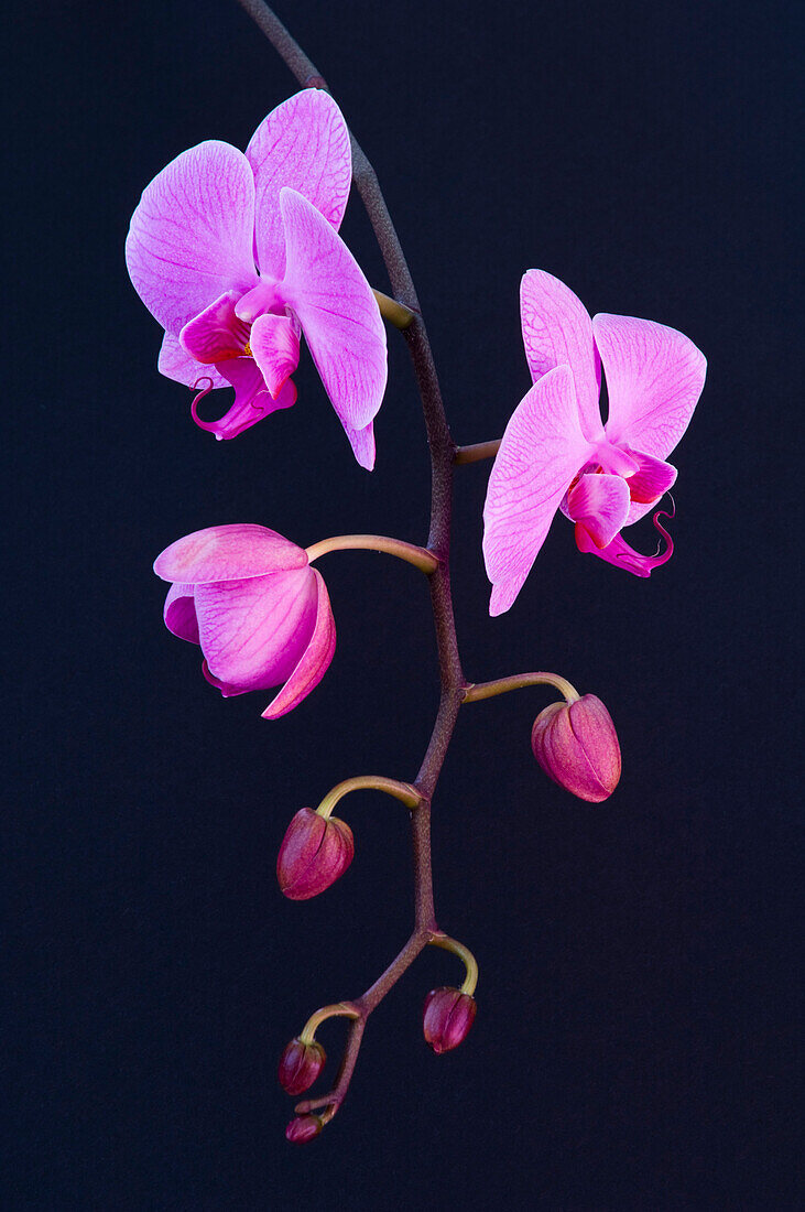 Orchid Flowers, Close-Up