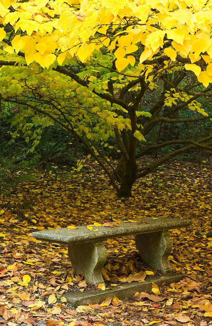 Stone Bench Underneath Yellow Autumn Leaves in Park, Seattle, Washington, USA