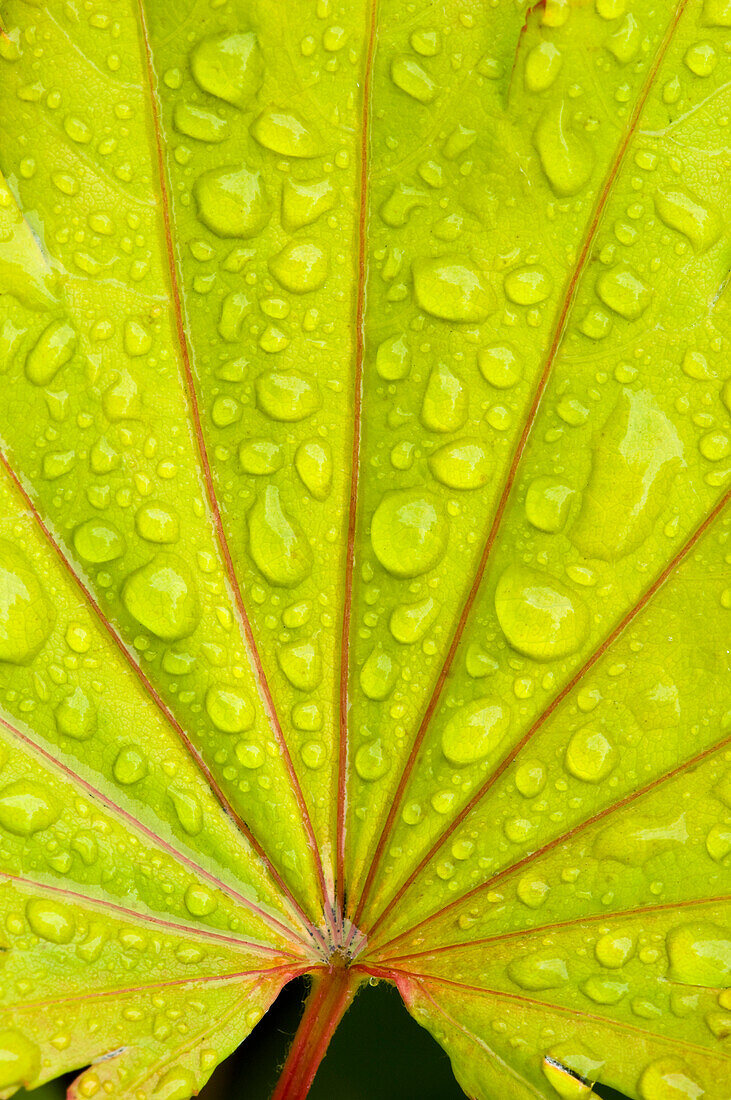 Green Leaf With Dew Drops, Close-Up