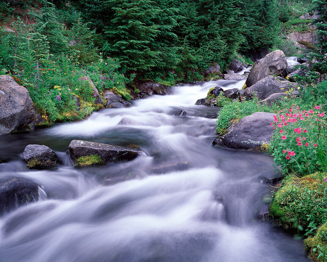 Blurred Stream in Remote Forest, Washington, USA