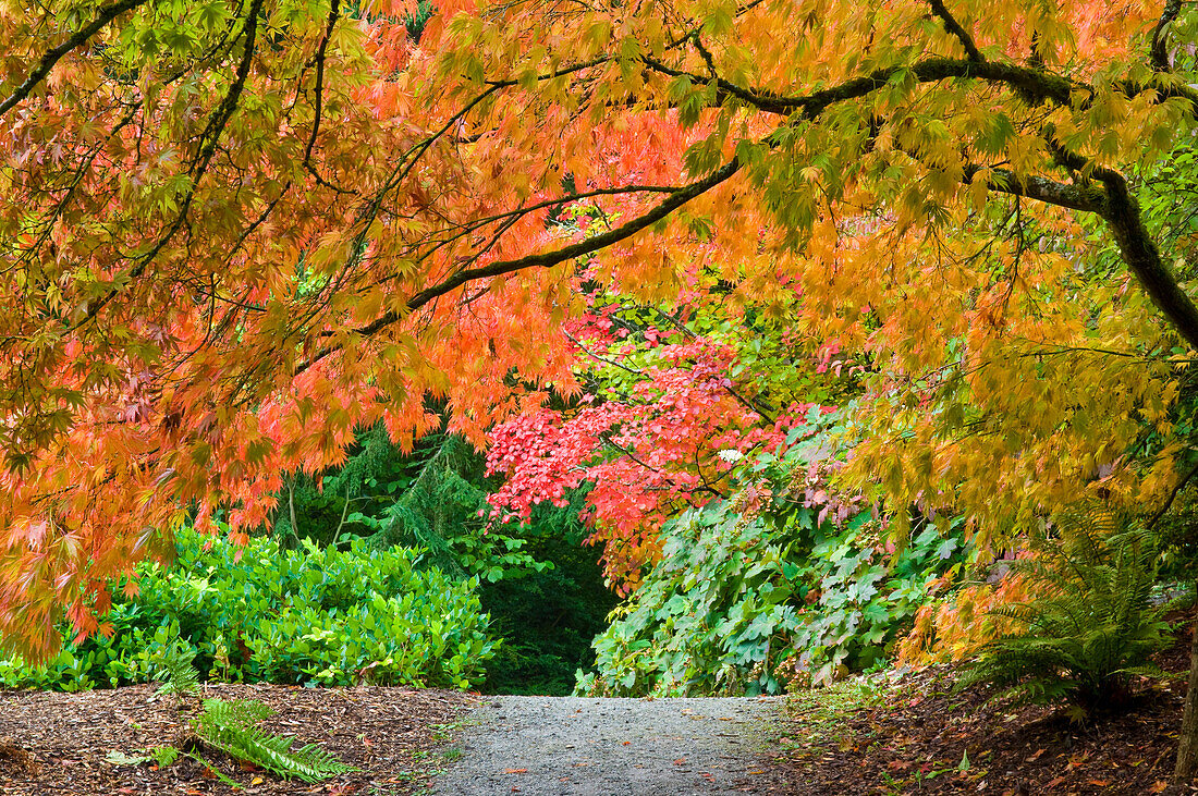 Colorful Autumn Foliage in Park, Washington, USA