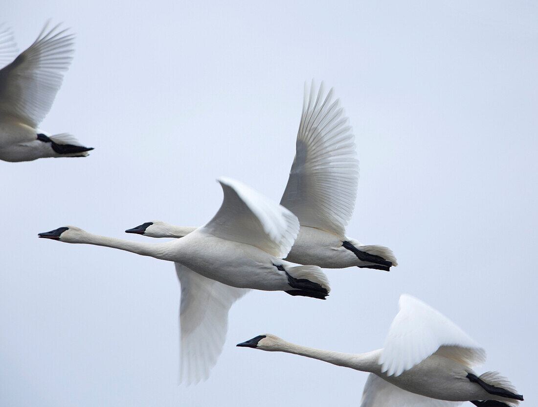 Flock of Swans Flying Through Overcast Sky