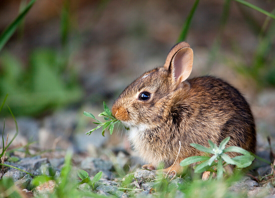 Rabbit Eating Grass