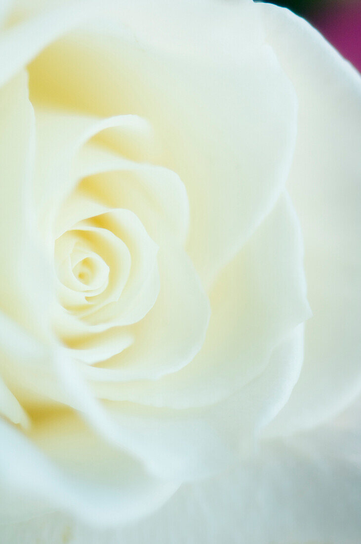 White Rose, Close-Up