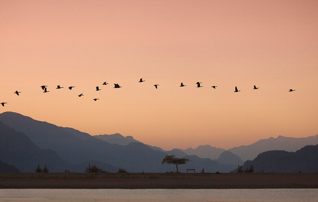 Flock of Canadien Geese Flying Over Water With Mountains in Background at Sunset, Silhoutte, Harrison Springs, British Columbia, Canada