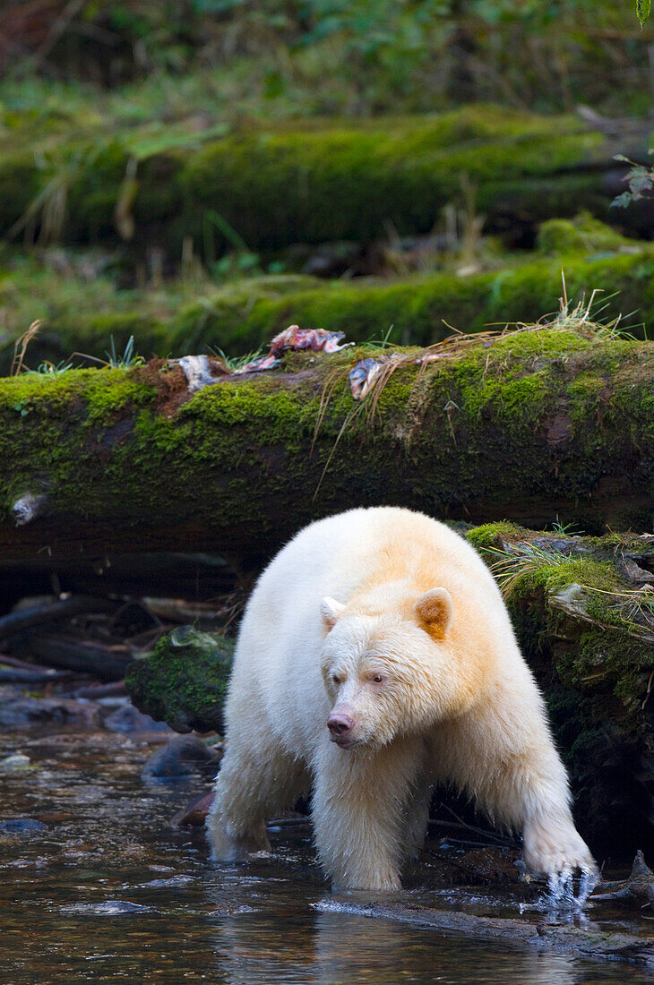 Kermode Bear Hunting For Food in River