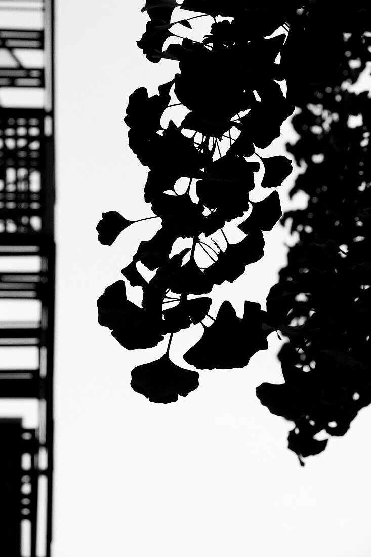 Silhouetted Ginkgo Biloba Leaves