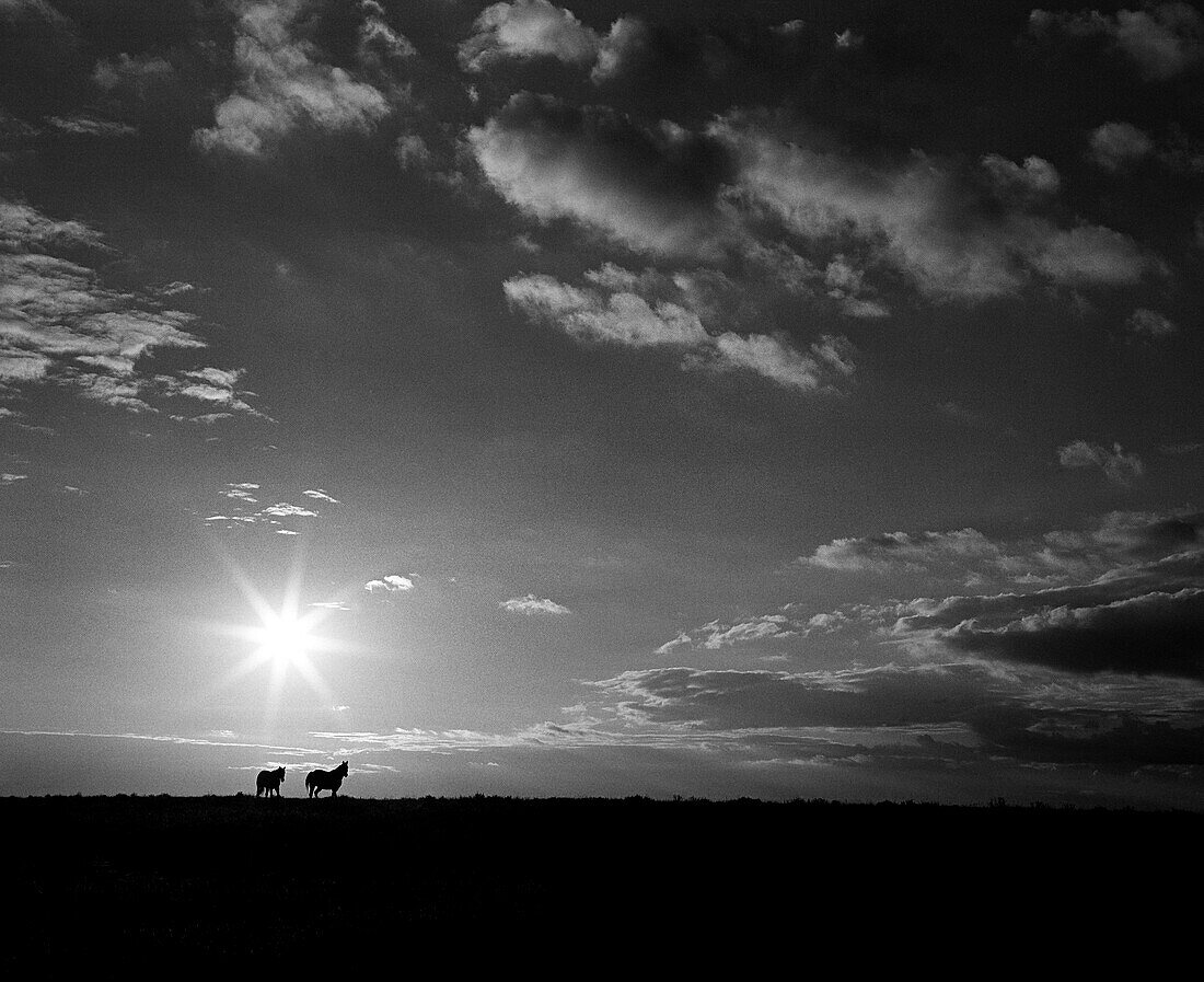 Horses in Field at Sunrise