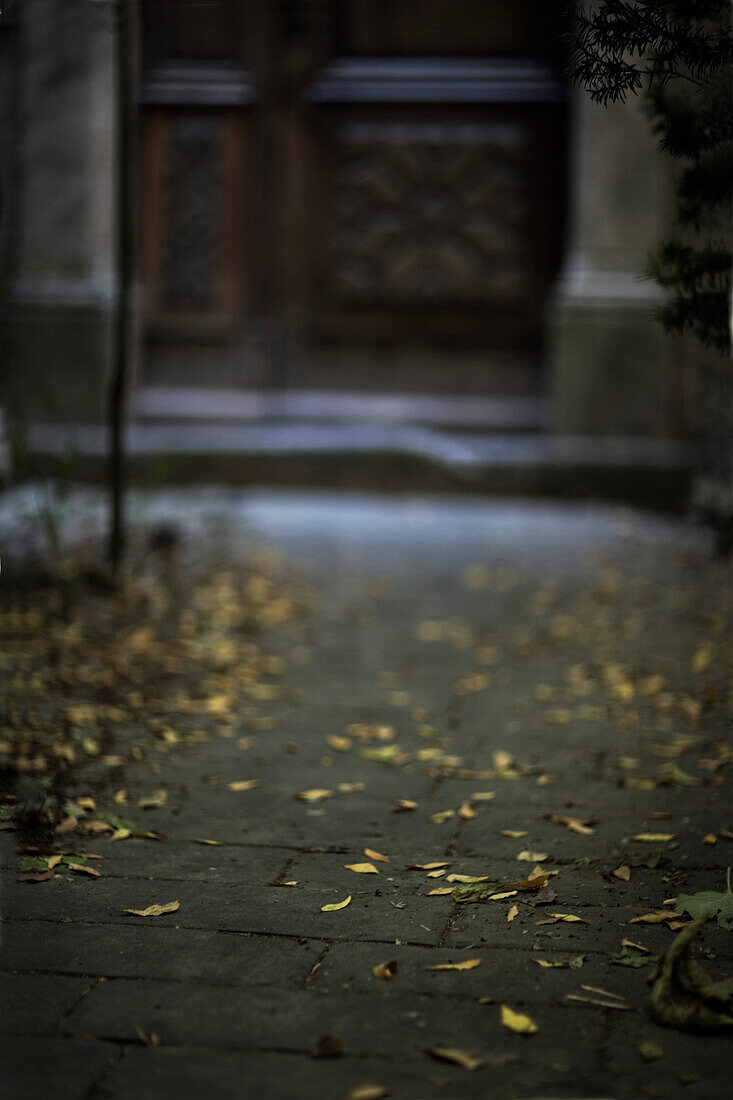 Leaves on Ground in Courtyard, Provence, France