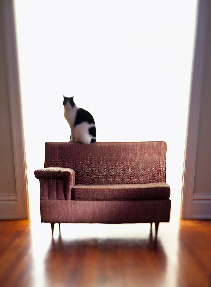 Cat on Small Couch