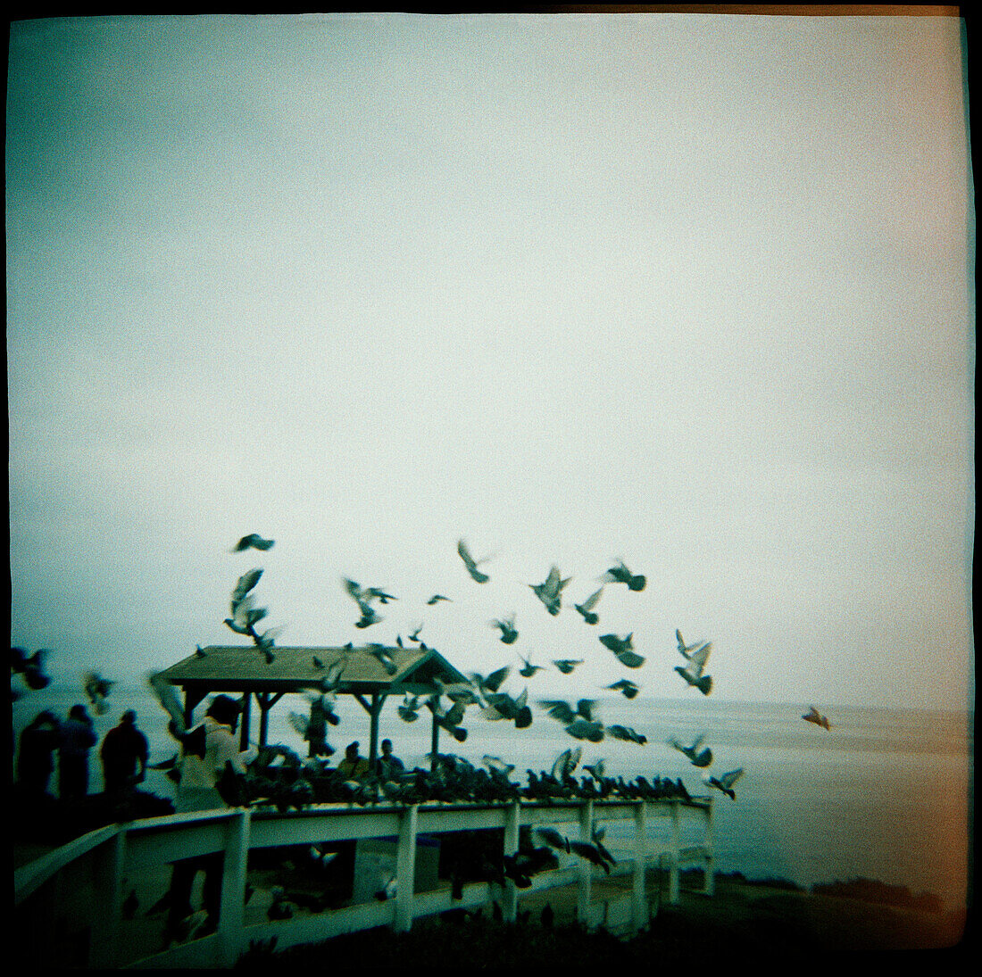 Birds on a Pier
