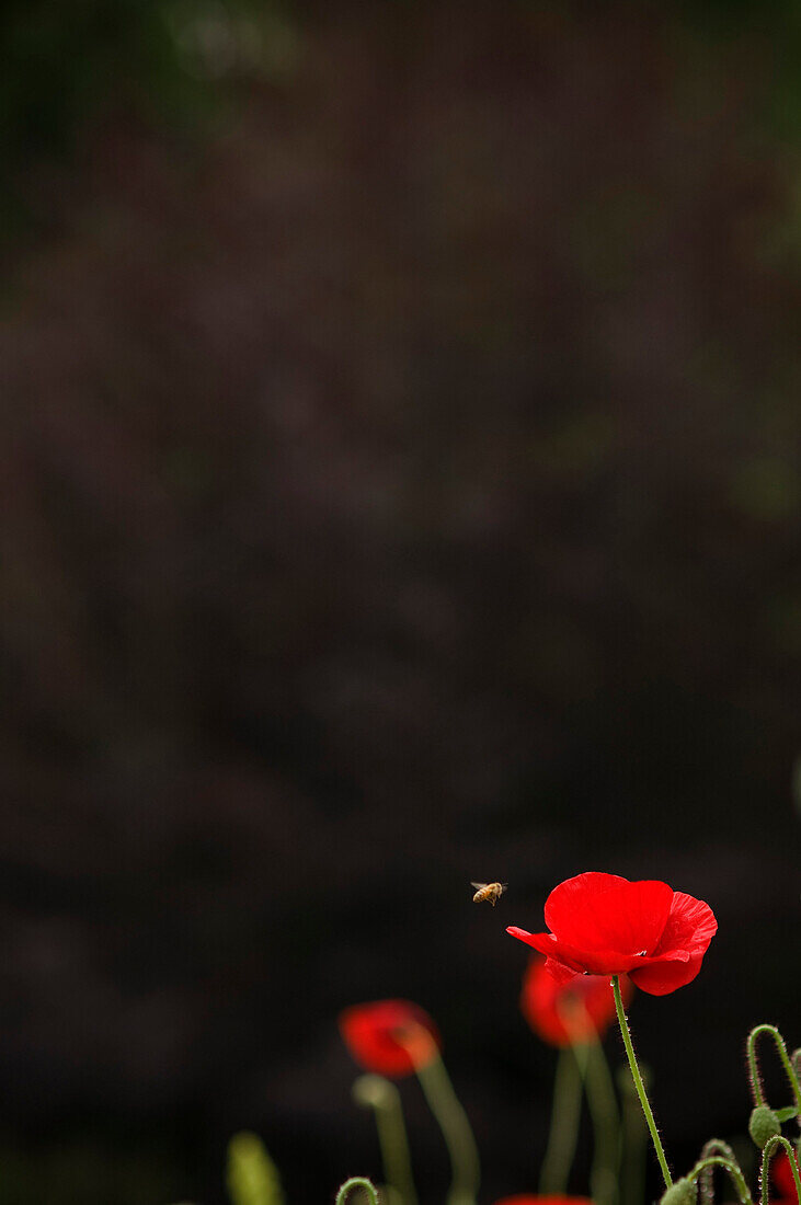 Bee Hovering by Poppy Flower