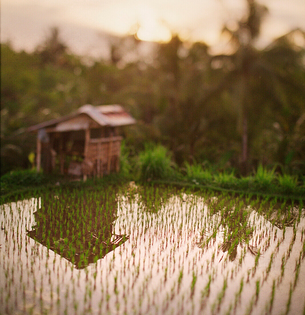 Rice Field, Bali, Indonesia