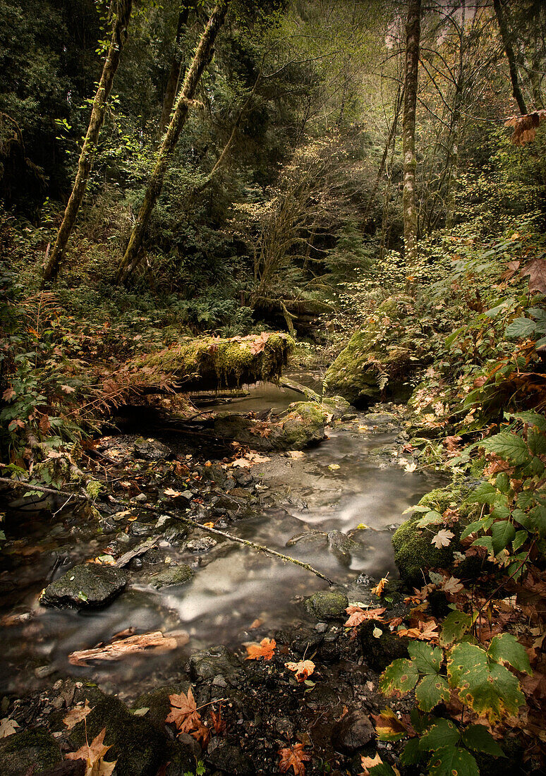 Stream Running Through Redwood National Park, California, USA