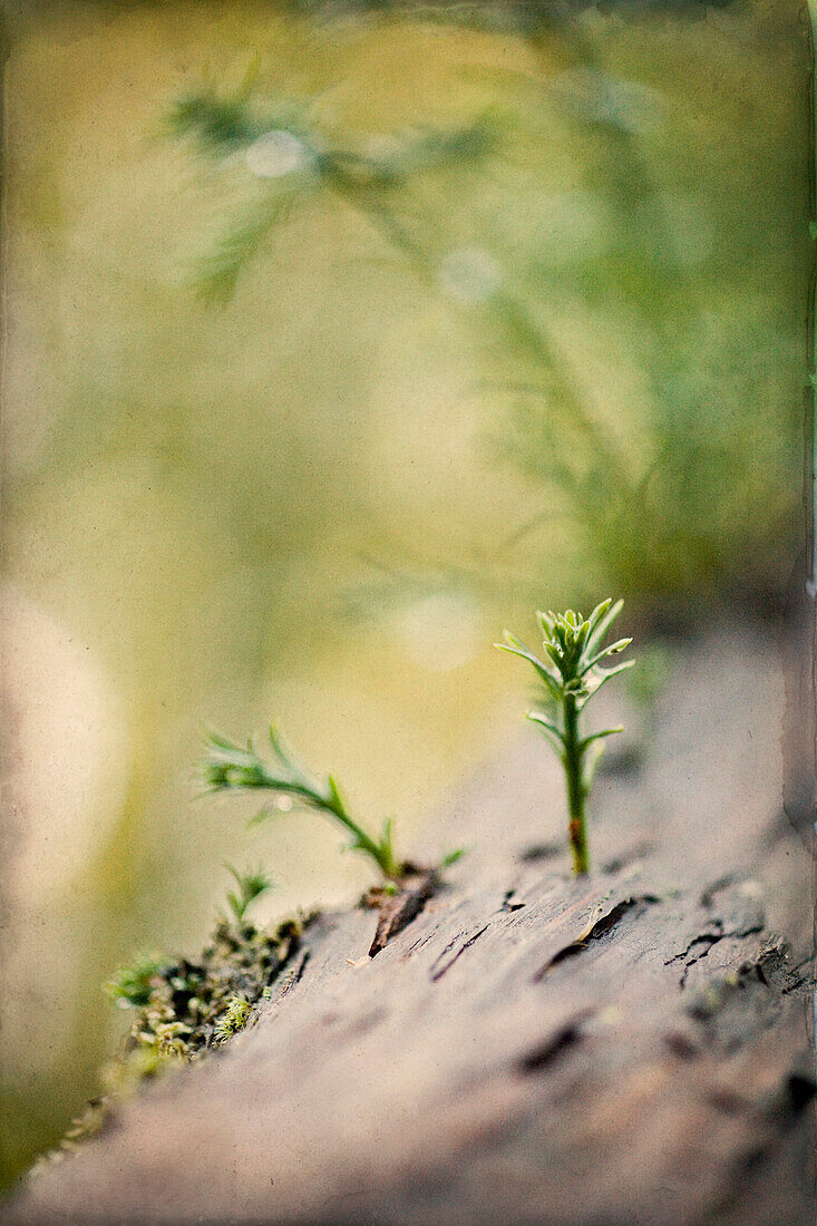 Redwood Seedling, Redwood National Park, California, USA