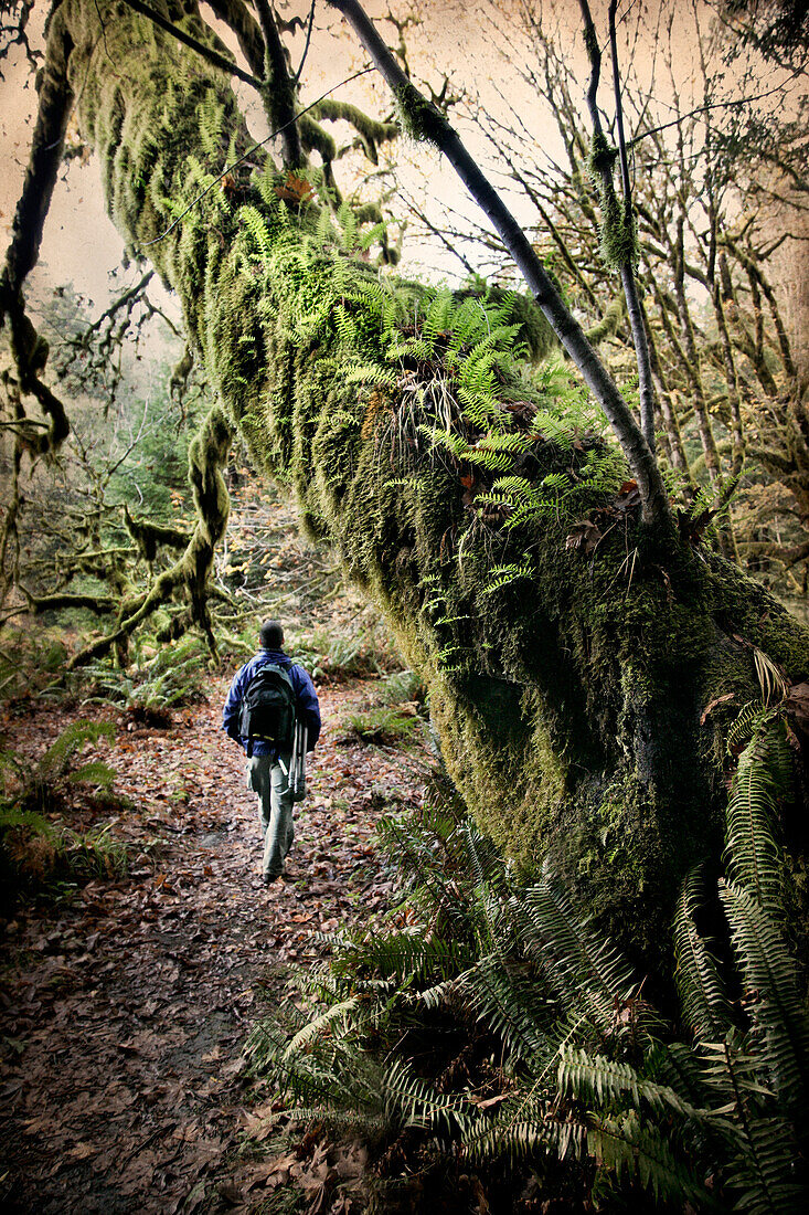 Photographer hiking with tripod, Redwood National Park, California, USA