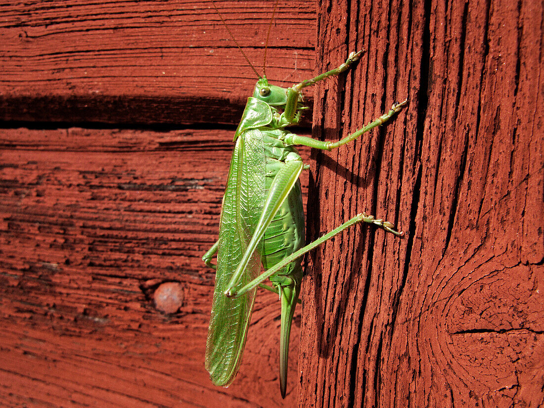 Green Grasshopper Climbing Wall