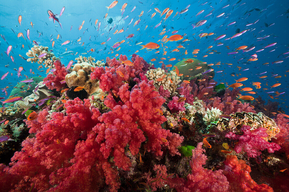 Lyretail Anthias in Coral Reef, Pseudanthias squamipinnis, Namena Marine Reserve, Fiji