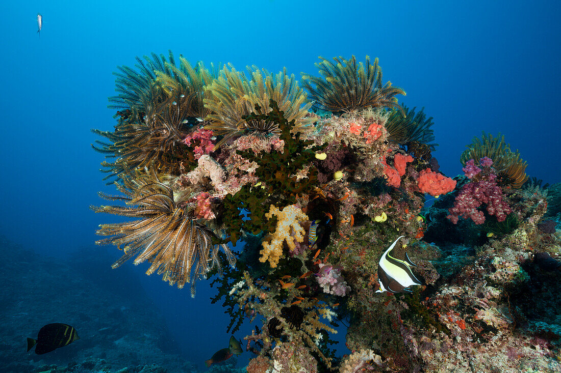 Bunte Federsterne in Korallenriff, Namena Marine Park, Fidschi