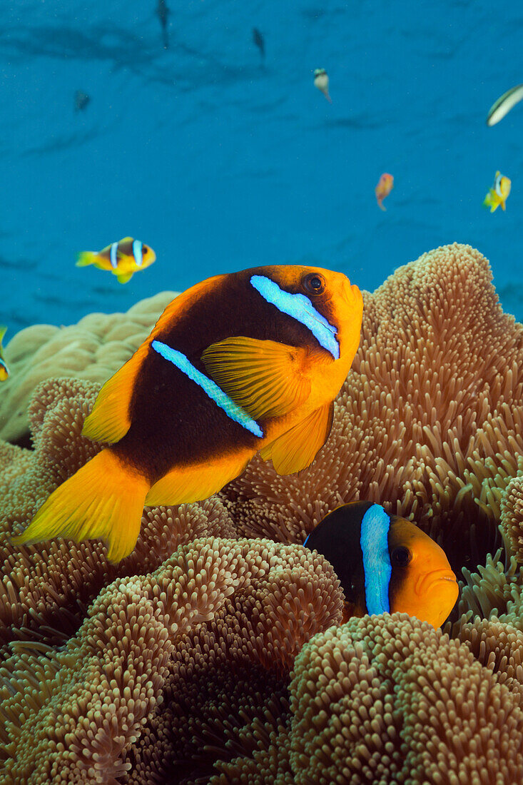 Blaubinden-Anemonenfisch, Amphiprion chrysopterus, Namena Marine Park, Fidschi