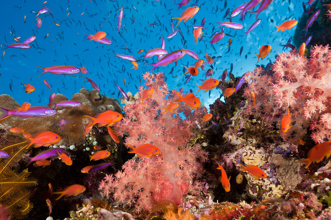 Anthias over Coral Reef, Luzonichthys whitleyi, Pseudanthias squamipinnis, Makogai, Lomaviti, Fiji