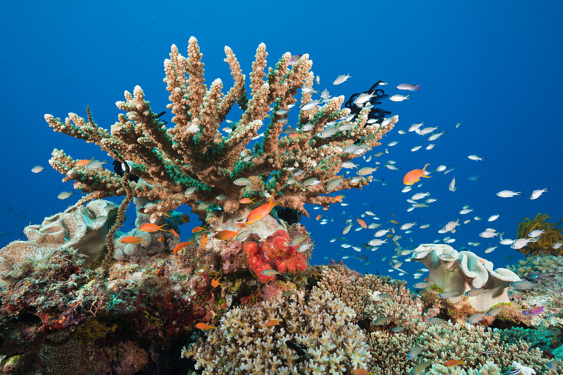 Coral Reef, Gau, Lomaiviti, Fiji