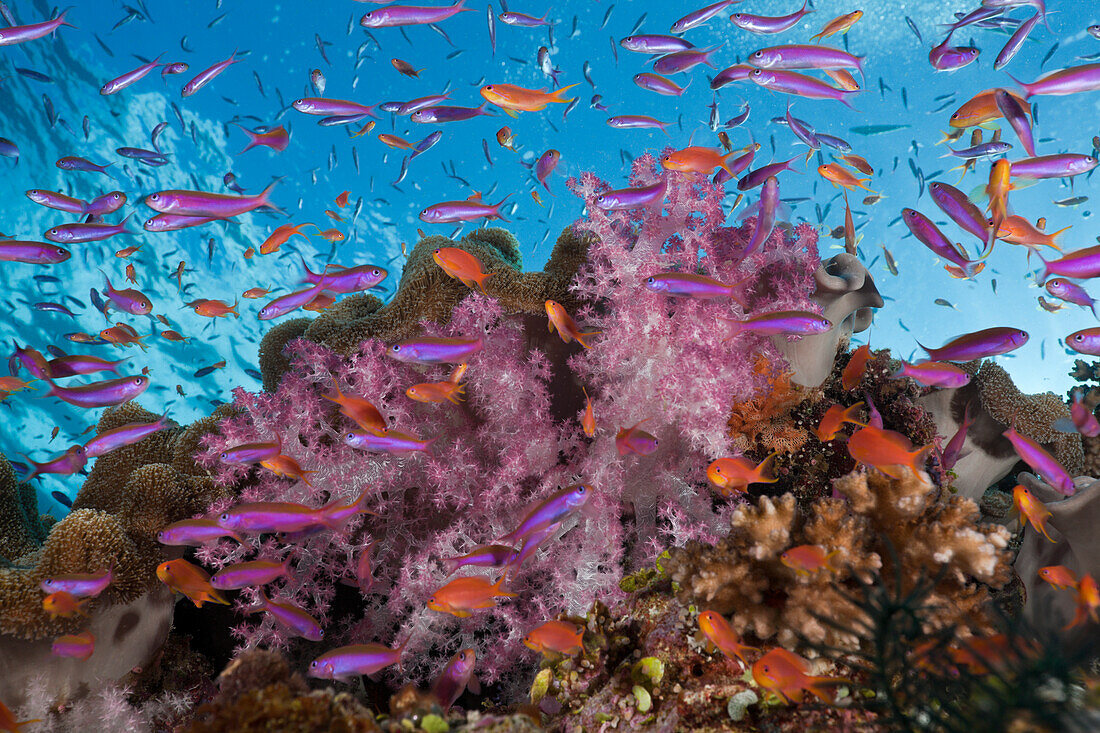 Colorful Coral Reef, Namena Marine Reserve, Fiji