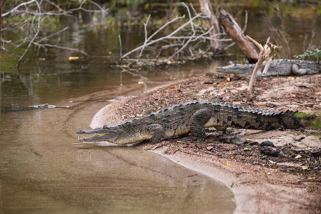 Spitzkrokodil am Salzsee Lago Enriquillo, Crocodylus acutus, Nationalpark Isla Cabritos, Dominikanische Republik