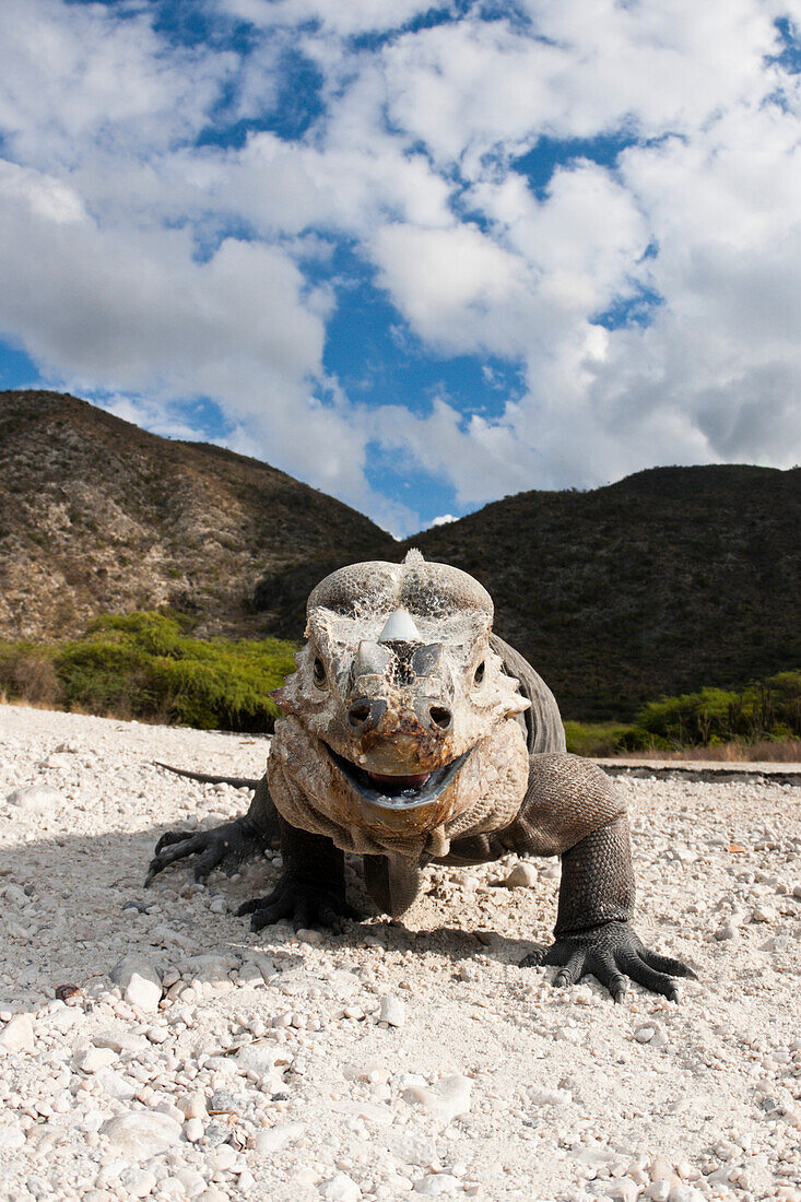 Nashornleguan, Cyclura cornuta, Nationalpark Isla Cabritos, Lago Enriquillo, Dominikanische Republik