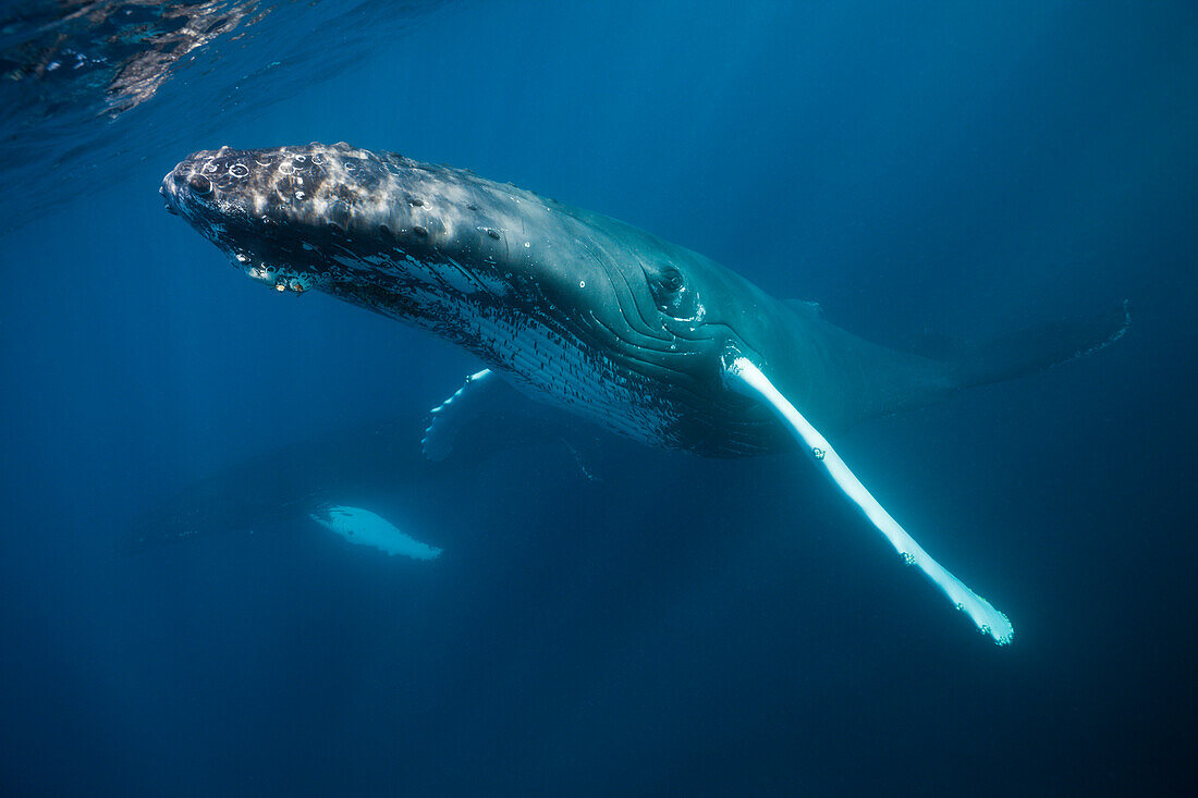 Humpback Whale, Megaptera novaeangliae, Samana Peninsula, Dominican Republic