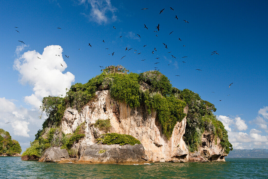 Vogelinsel La Cacata, Nationalpark Los Haitises, Dominikanische Republik