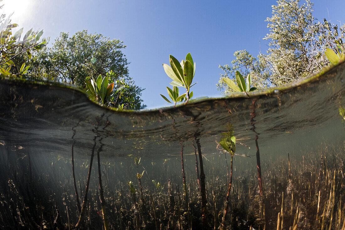 Mangroven, Rhizophora, Nationalpark Los Haitises, Dominikanische Republik