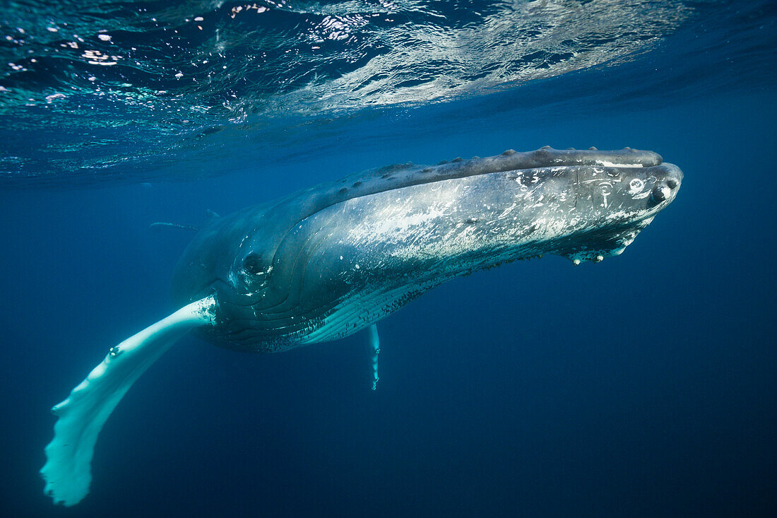 Humpback Whale, Megaptera novaeangliae, Silver Bank, Atlantic Ocean, Dominican Republic