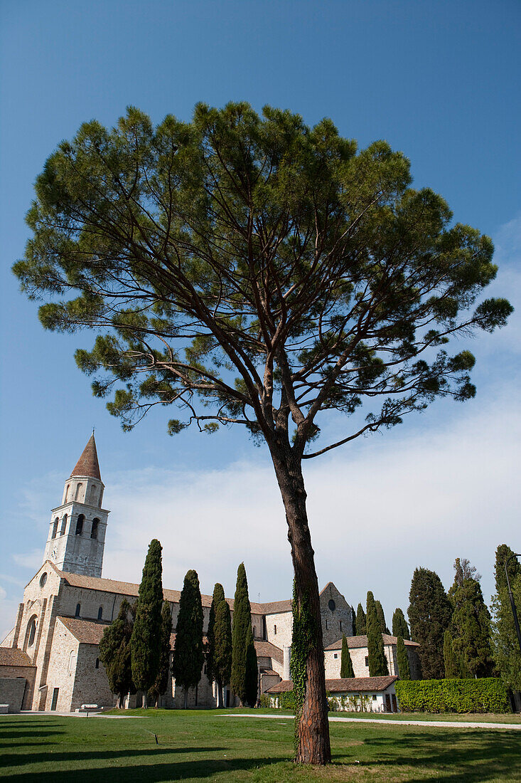 Baum und Basilica Patriarcale di Aquileia Kathedrale, Aquileia, Provinz Udine, Friaul-Julisch-Venetien, Oberitalien, Italien