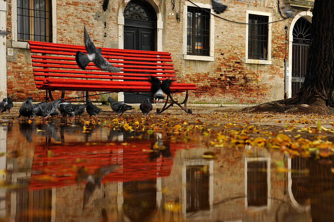 Tauben, Bank, Campo San Polo, Venedig, Veneto, Italien